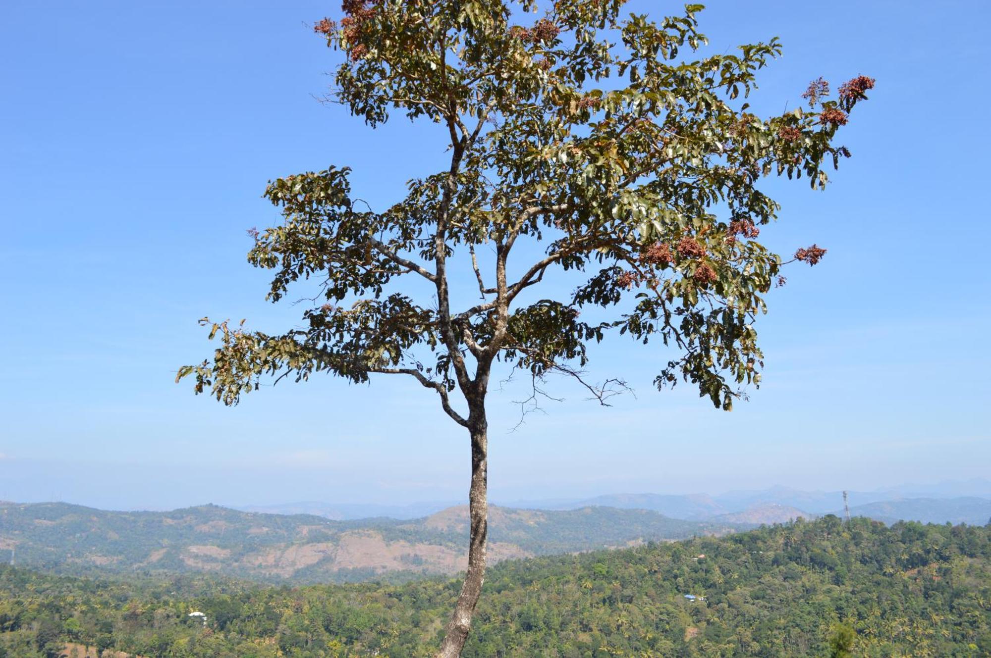 Ashramam Health Resort Kattappana Extérieur photo